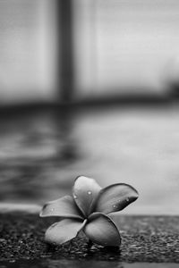 Preview wallpaper flower, petals, drops, asphalt, black and white, macro