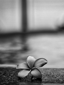 Preview wallpaper flower, petals, drops, asphalt, black and white, macro