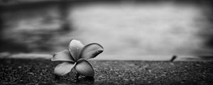 Preview wallpaper flower, petals, drops, asphalt, black and white, macro