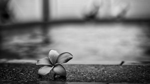 Preview wallpaper flower, petals, drops, asphalt, black and white, macro