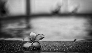 Preview wallpaper flower, petals, drops, asphalt, black and white, macro