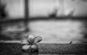 Preview wallpaper flower, petals, drops, asphalt, black and white, macro
