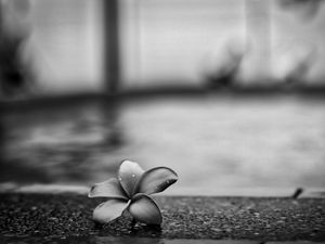 Preview wallpaper flower, petals, drops, asphalt, black and white, macro