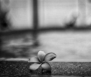 Preview wallpaper flower, petals, drops, asphalt, black and white, macro