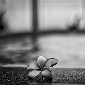 Preview wallpaper flower, petals, drops, asphalt, black and white, macro