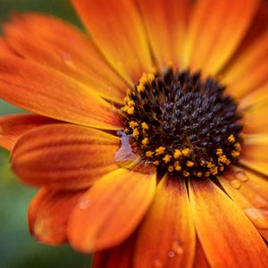 Preview wallpaper flower, petals, drops, orange, macro