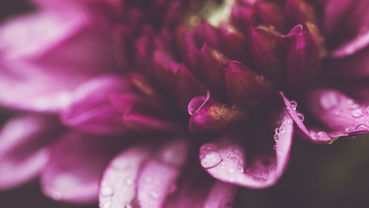 Wallpaper flower, petals, drops, macro, purple