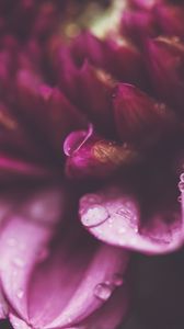 Preview wallpaper flower, petals, drops, macro, purple