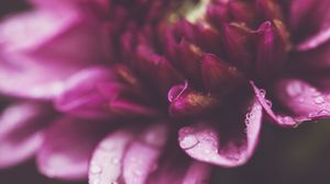 Preview wallpaper flower, petals, drops, macro, purple