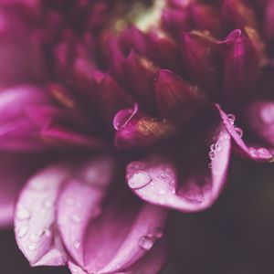 Preview wallpaper flower, petals, drops, macro, purple