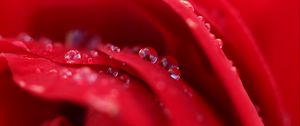 Preview wallpaper flower, petals, drops, water, macro, red