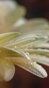 Preview wallpaper flower, petals, drops, water, macro, blur