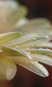 Preview wallpaper flower, petals, drops, water, macro, blur