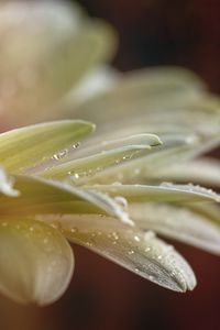 Preview wallpaper flower, petals, drops, water, macro, blur