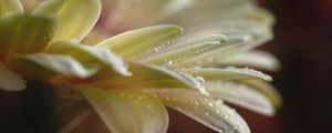 Preview wallpaper flower, petals, drops, water, macro, blur