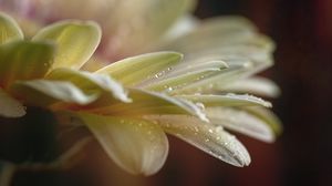 Preview wallpaper flower, petals, drops, water, macro, blur