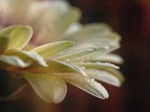 Preview wallpaper flower, petals, drops, water, macro, blur