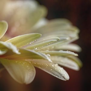 Preview wallpaper flower, petals, drops, water, macro, blur