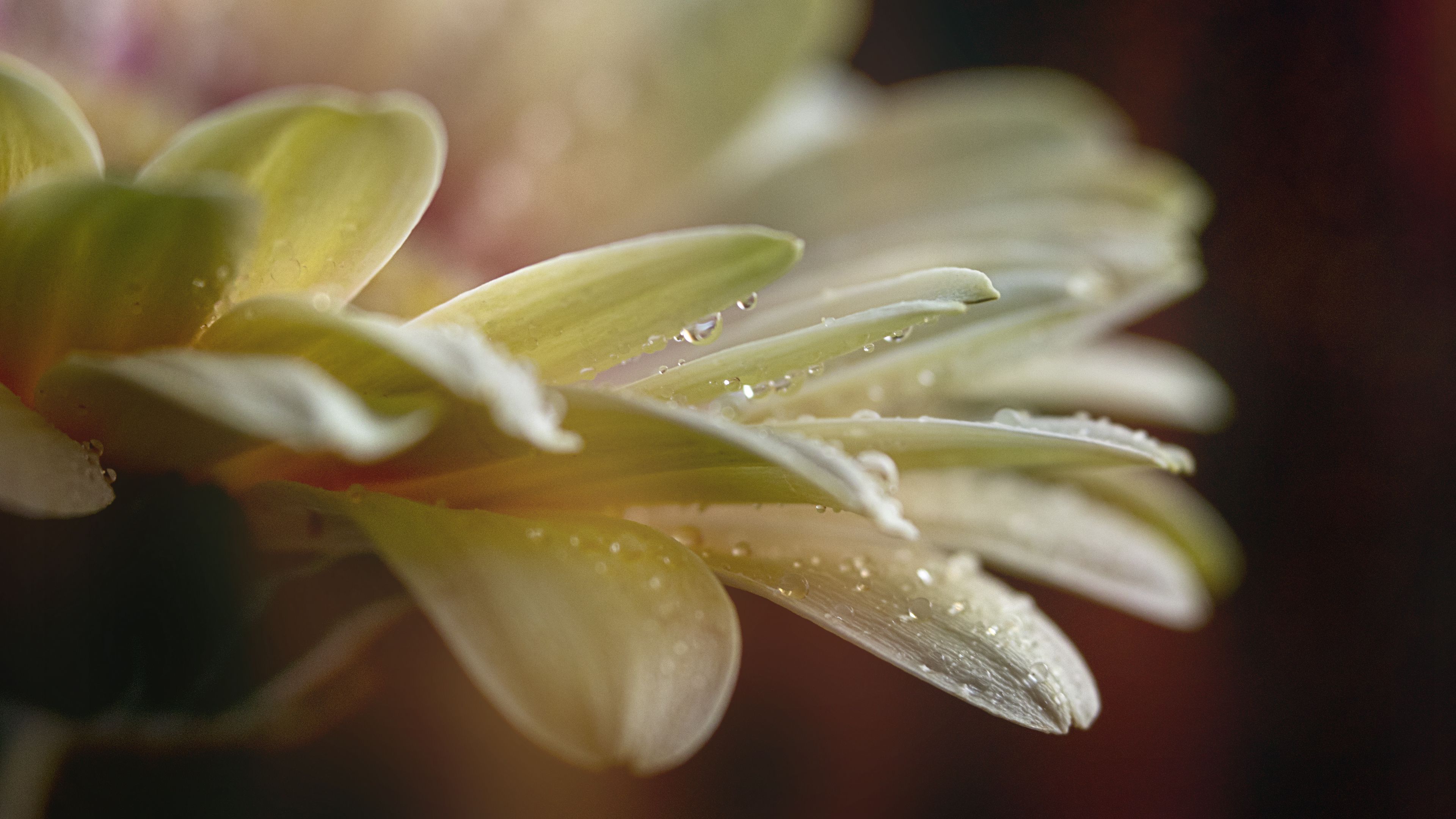 Download wallpaper 3840x2160 flower, petals, drops, water, macro, blur