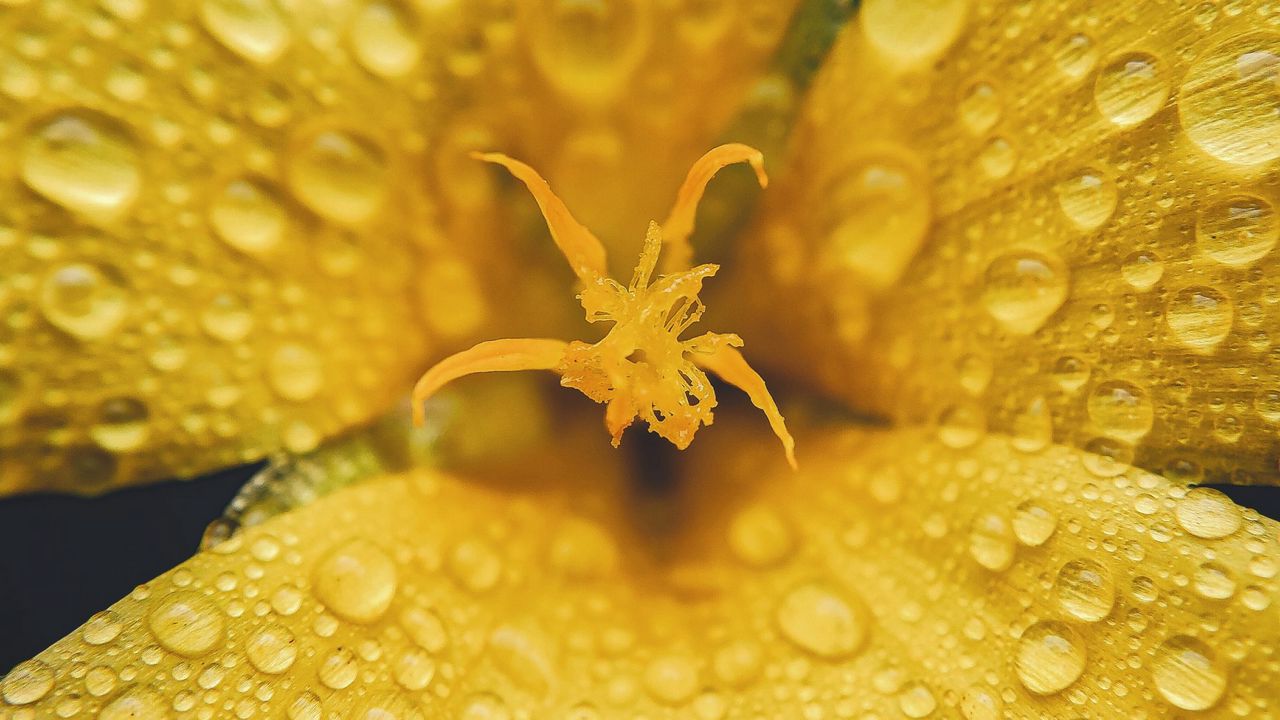 Wallpaper flower, petals, drops, rain, macro, yellow