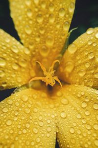 Preview wallpaper flower, petals, drops, rain, macro, yellow