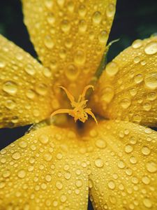 Preview wallpaper flower, petals, drops, rain, macro, yellow