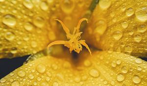 Preview wallpaper flower, petals, drops, rain, macro, yellow