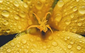 Preview wallpaper flower, petals, drops, rain, macro, yellow