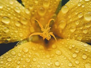 Preview wallpaper flower, petals, drops, rain, macro, yellow