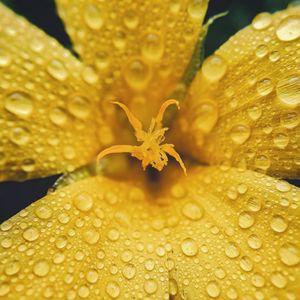 Preview wallpaper flower, petals, drops, rain, macro, yellow