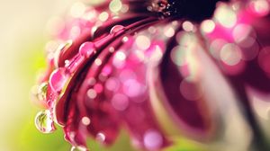 Preview wallpaper flower, petals, drops, background