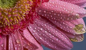 Preview wallpaper flower, petals, drops, pink
