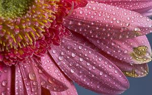 Preview wallpaper flower, petals, drops, pink