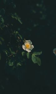 Preview wallpaper flower, petals, flowering, leaves, branches, bushes