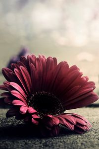 Preview wallpaper flower, petals, fragile, fall, surface