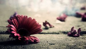 Preview wallpaper flower, petals, fragile, fall, surface