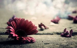 Preview wallpaper flower, petals, fragile, fall, surface