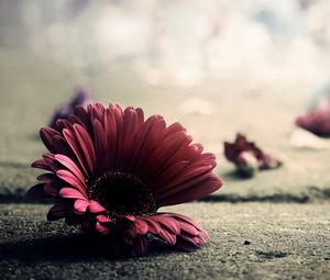 Preview wallpaper flower, petals, fragile, fall, surface