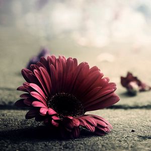 Preview wallpaper flower, petals, fragile, fall, surface