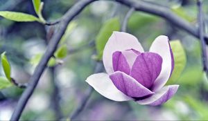 Preview wallpaper flower, petals, glare, twig, grass