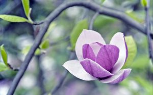 Preview wallpaper flower, petals, glare, twig, grass