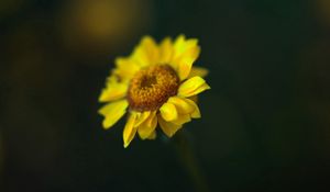 Preview wallpaper flower, petals, glare, blurred