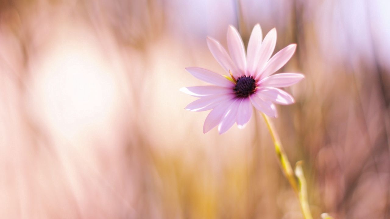 Wallpaper flower, petals, glare, blurred