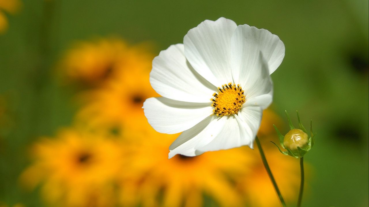 Wallpaper flower, petals, grass, motion blur