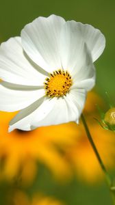 Preview wallpaper flower, petals, grass, motion blur