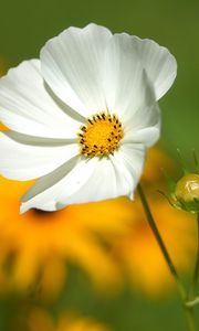 Preview wallpaper flower, petals, grass, motion blur