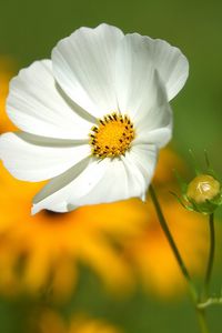 Preview wallpaper flower, petals, grass, motion blur