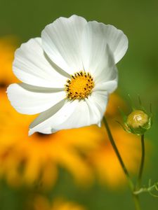 Preview wallpaper flower, petals, grass, motion blur