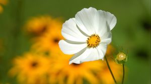 Preview wallpaper flower, petals, grass, motion blur