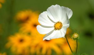 Preview wallpaper flower, petals, grass, motion blur